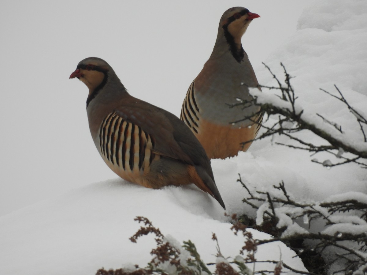 Chukarhuhn - ML646366949