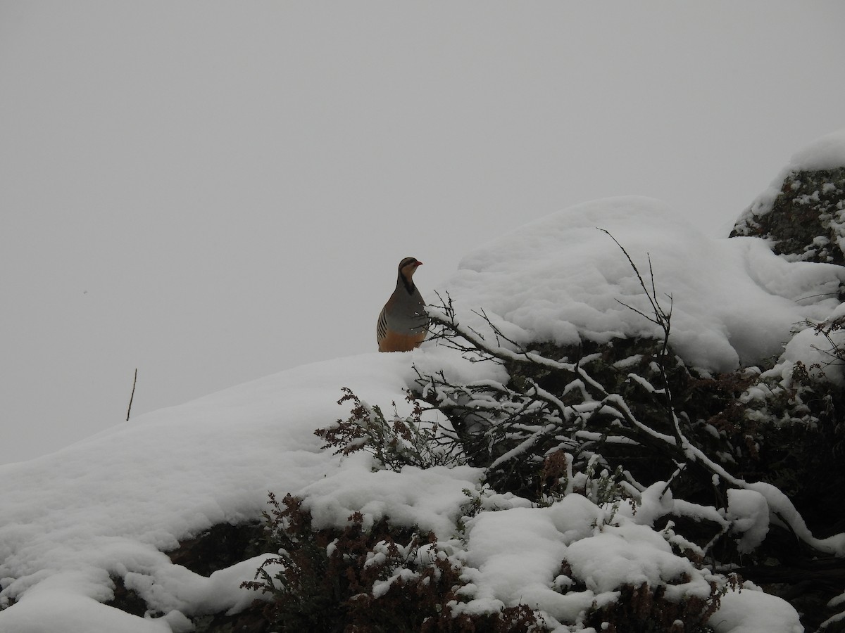 Chukarhuhn - ML646366950