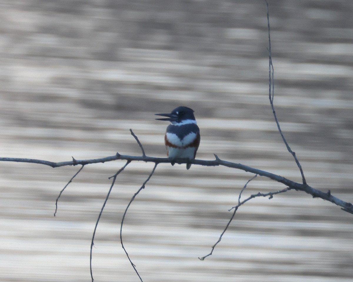 Gürtelfischer - ML646366951