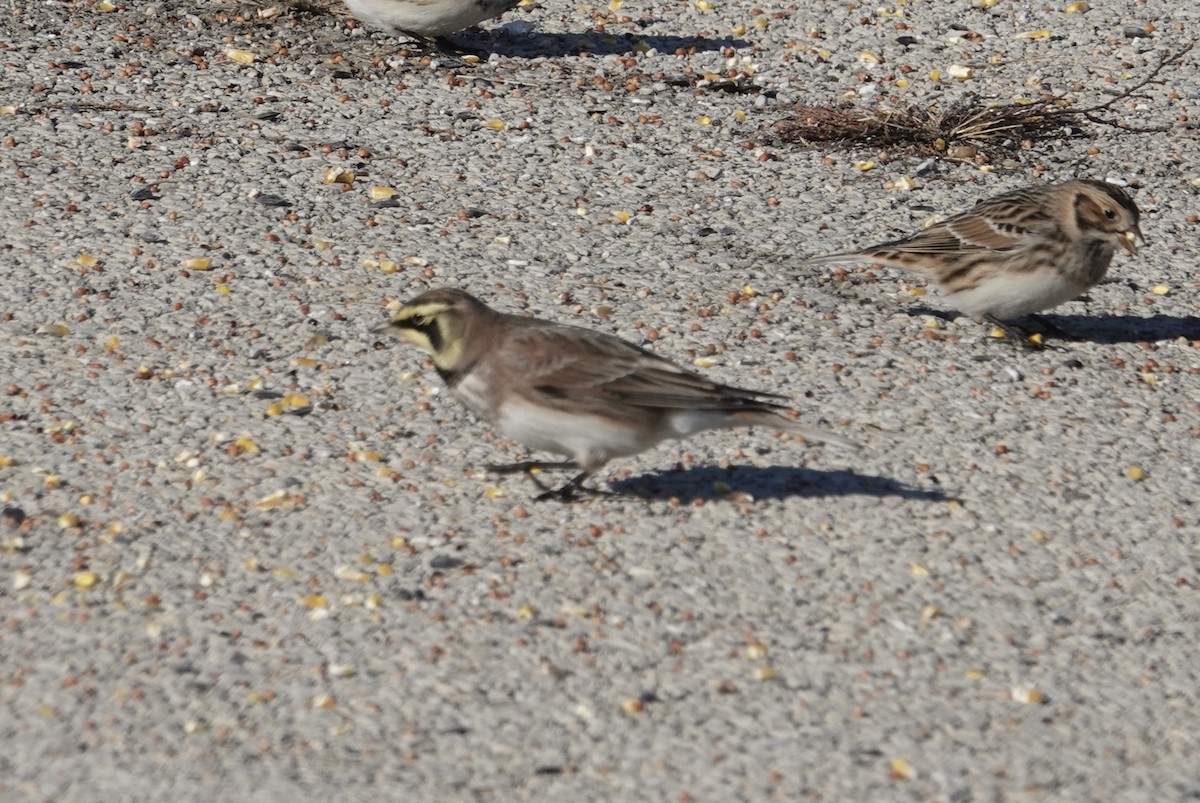 Ohrenlerche - ML646366953