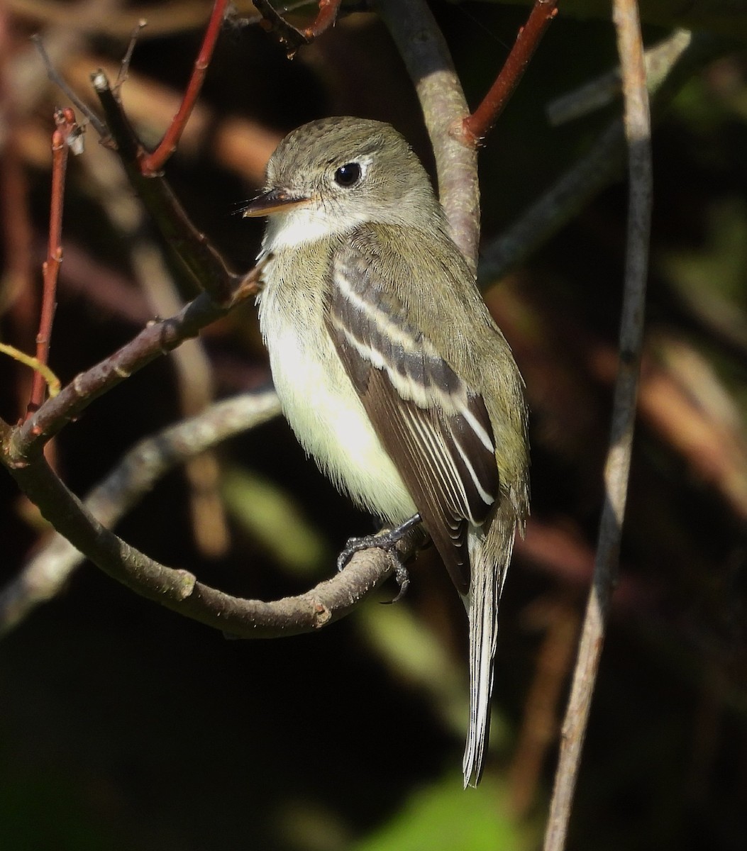 Least Flycatcher - ML646366955