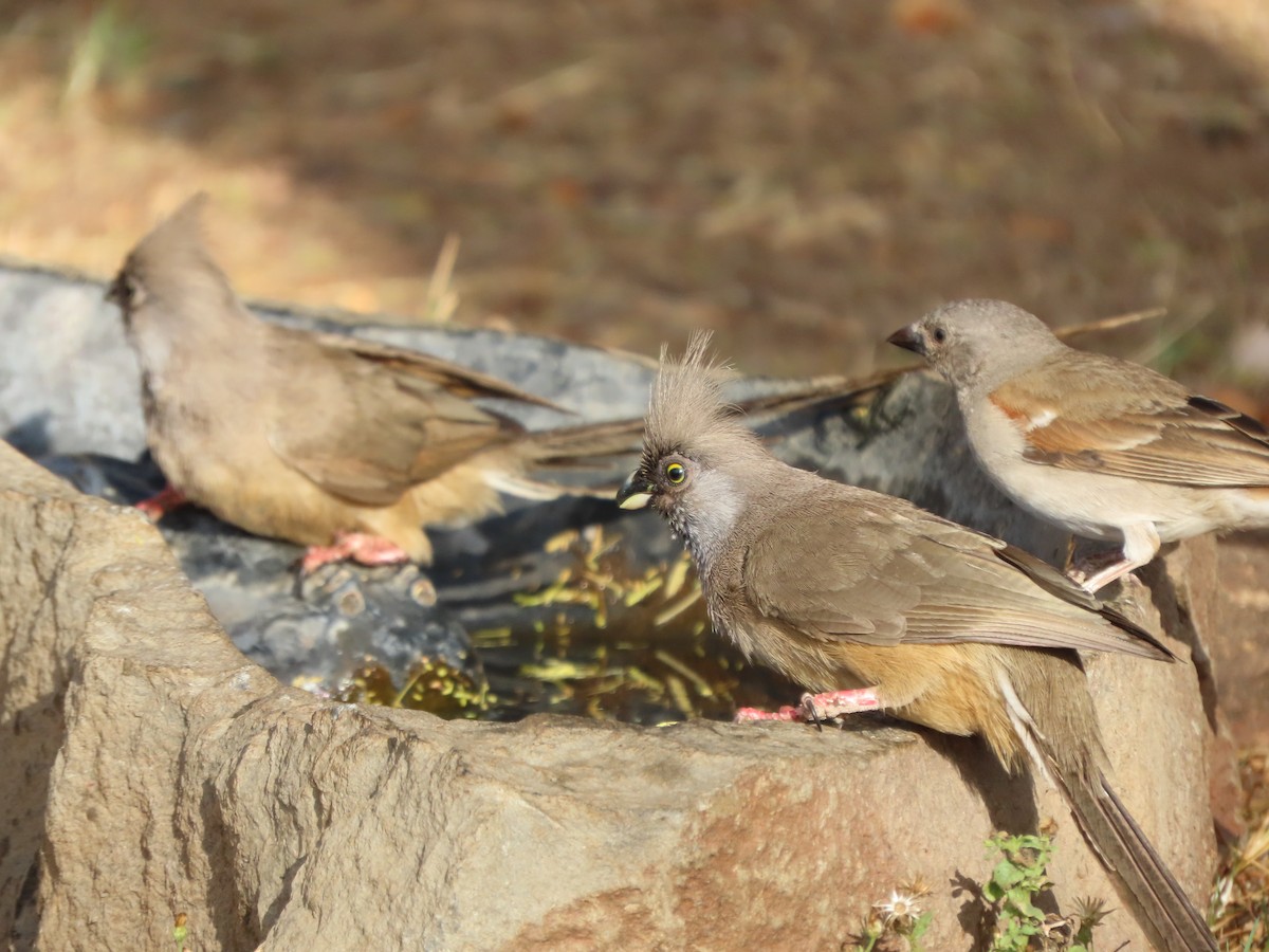 Braunflügel-Mausvogel - ML646366956