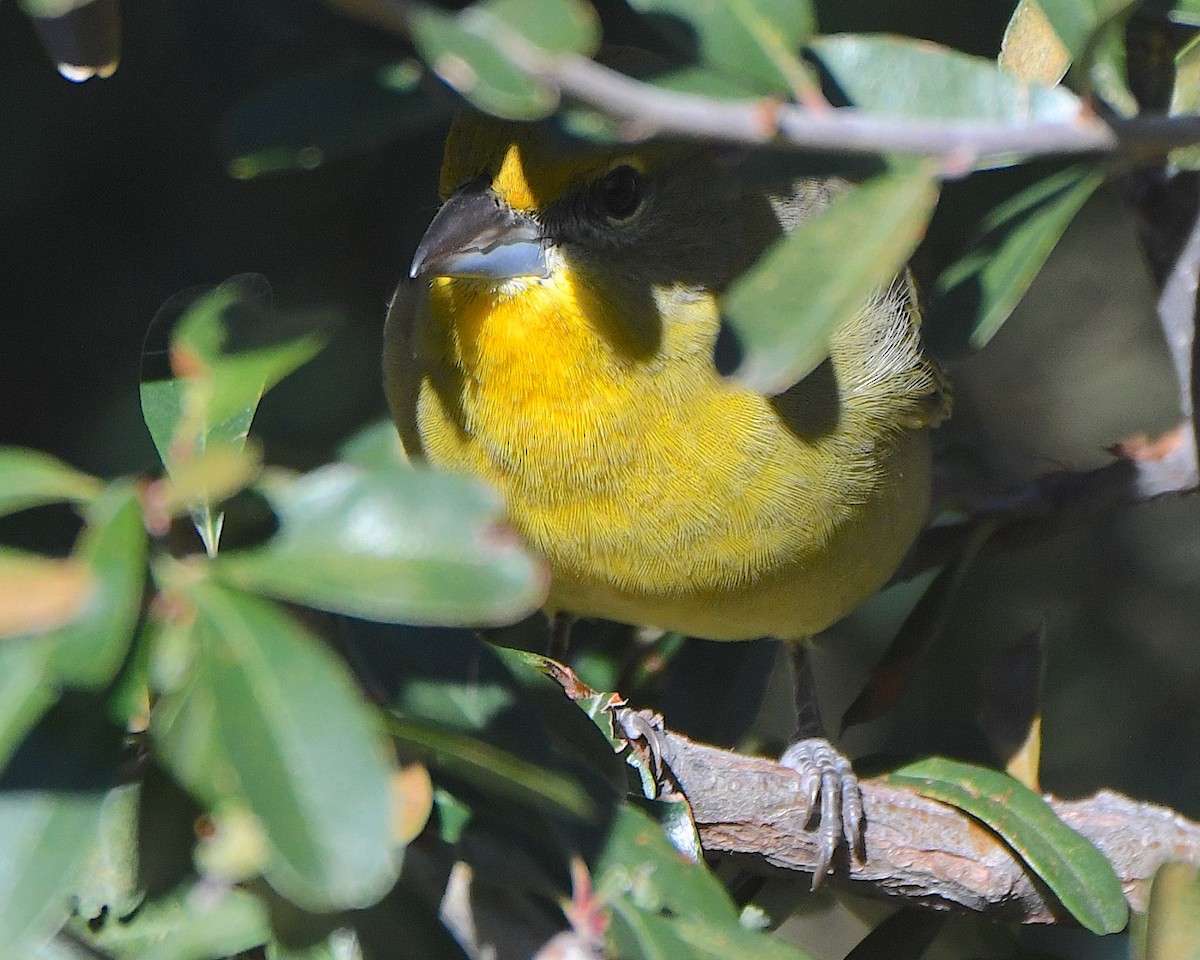 Zinnoberkardinal - ML646366958