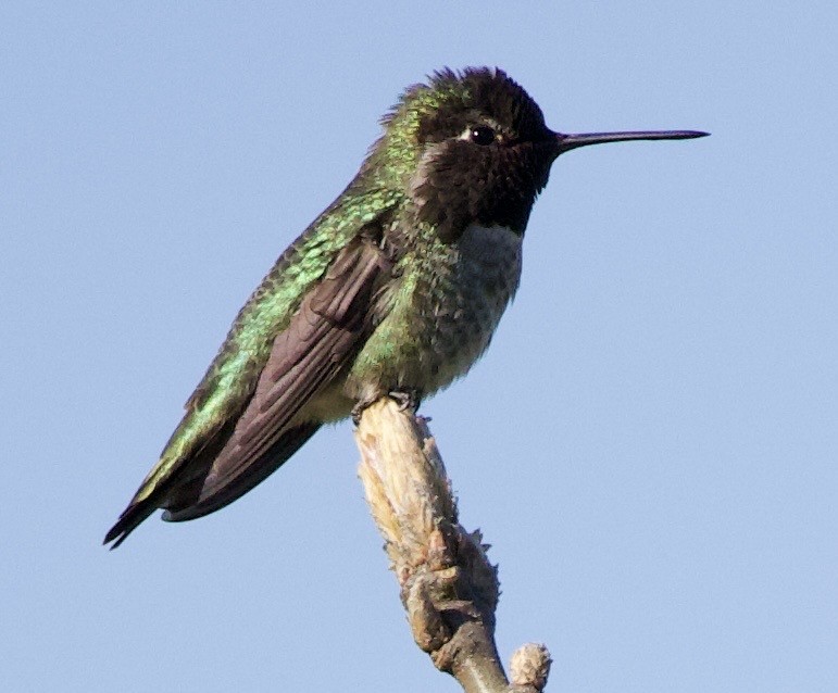 Annakolibri - ML646366960