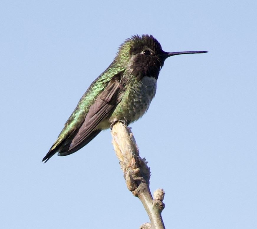 Annakolibri - ML646366961