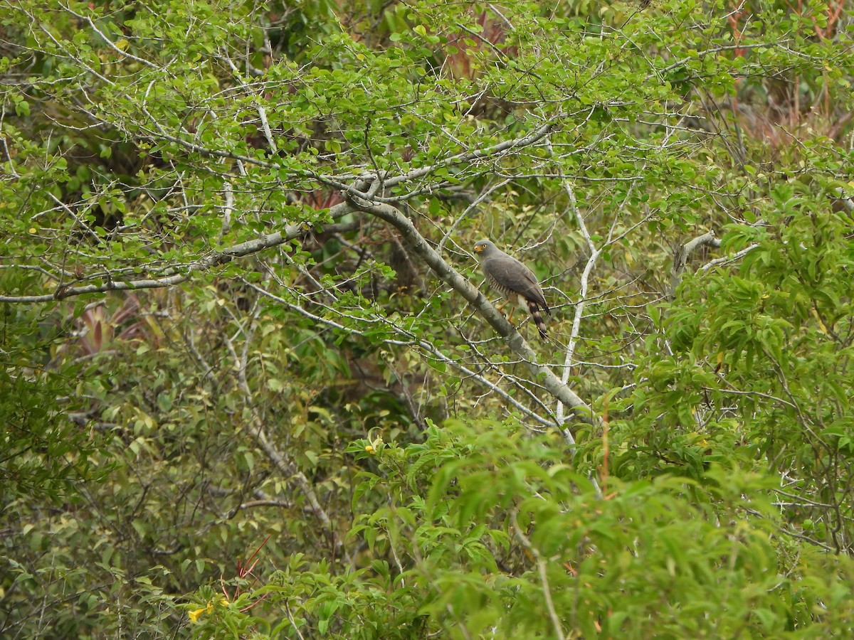 Yol Şahini - ML646366962