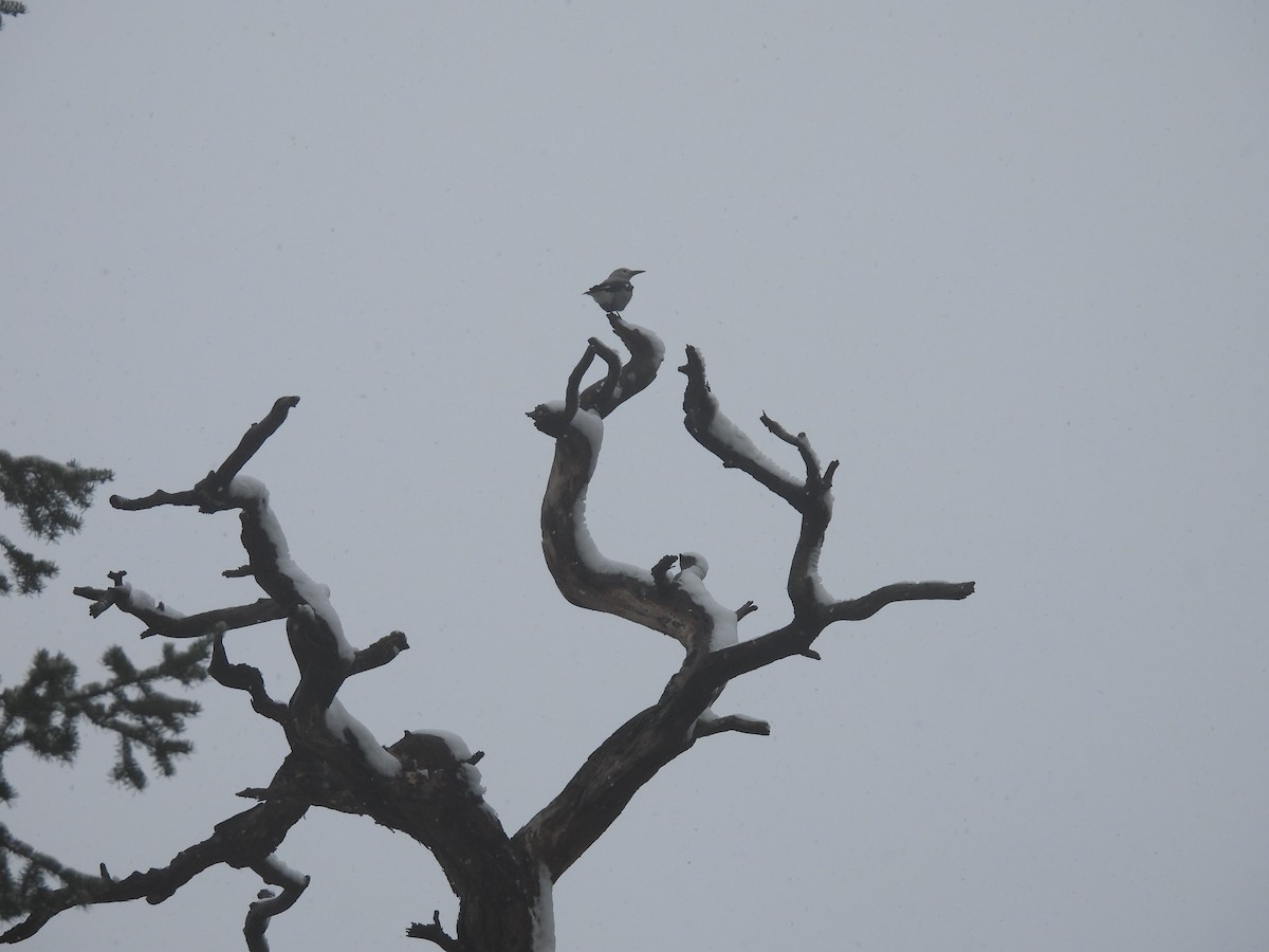 Clark's Nutcracker - ML646366965