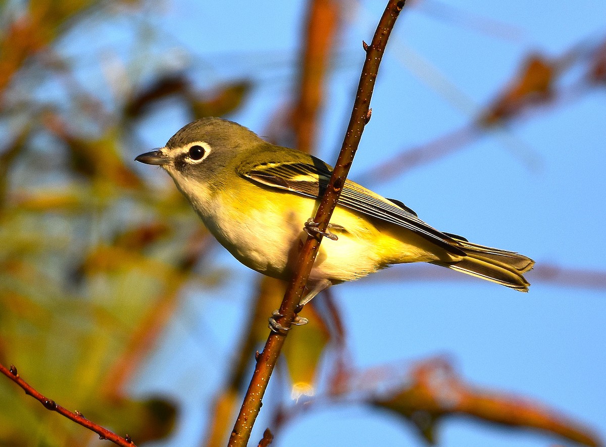 Blue-headed Vireo - ML646366966