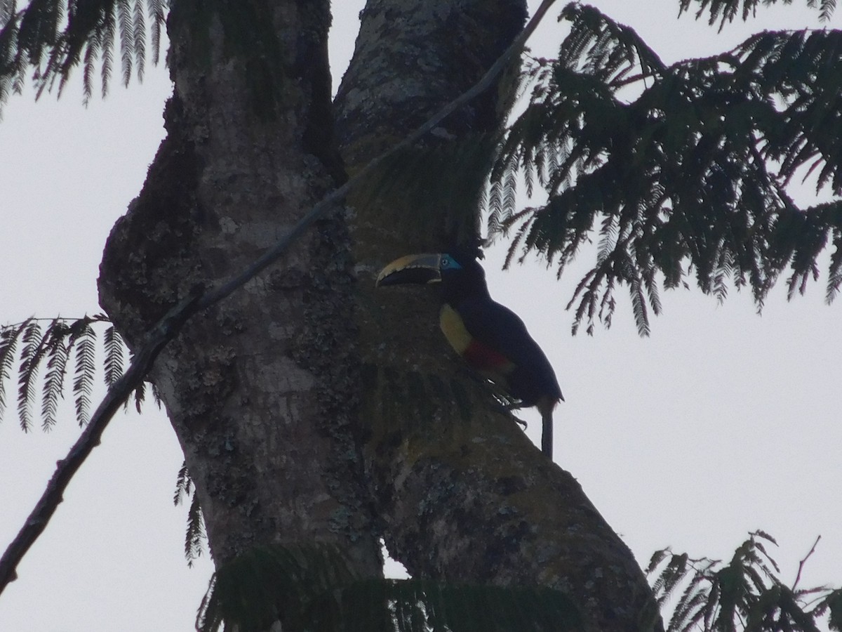 Chestnut-eared Aracari - ML646366973