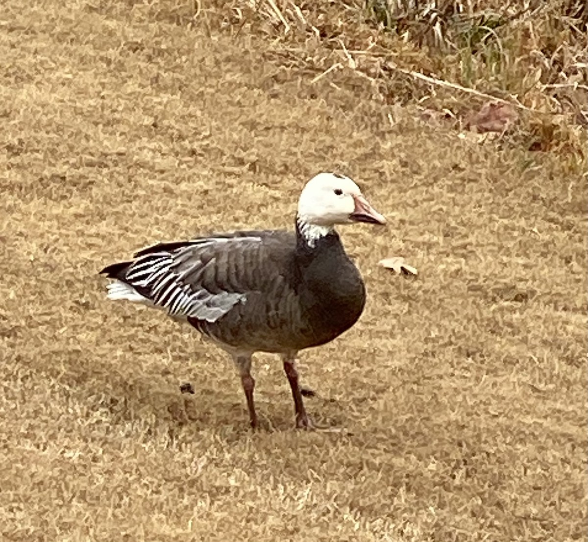 ハクガン - ML646366974