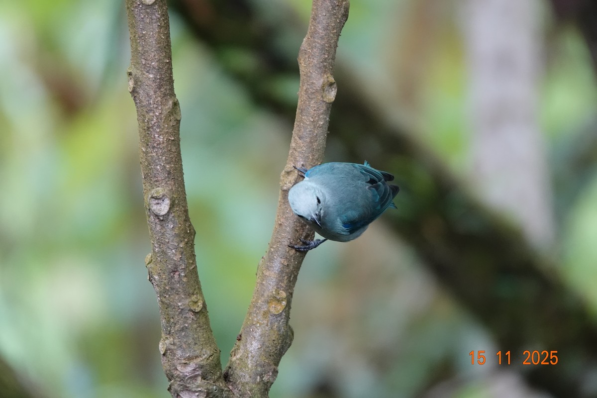 Blue-gray Tanager - ML646366977