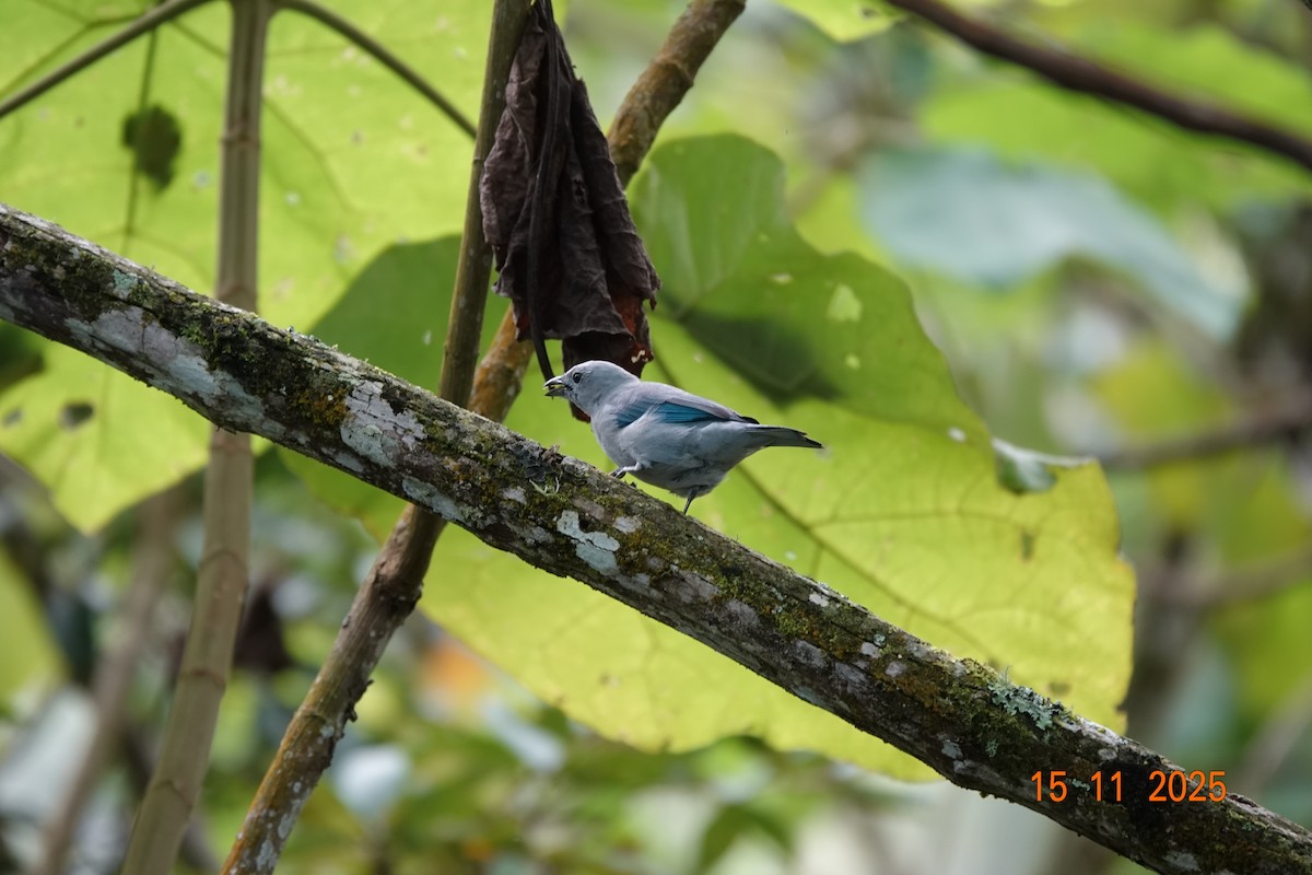 Blue-gray Tanager - ML646366978