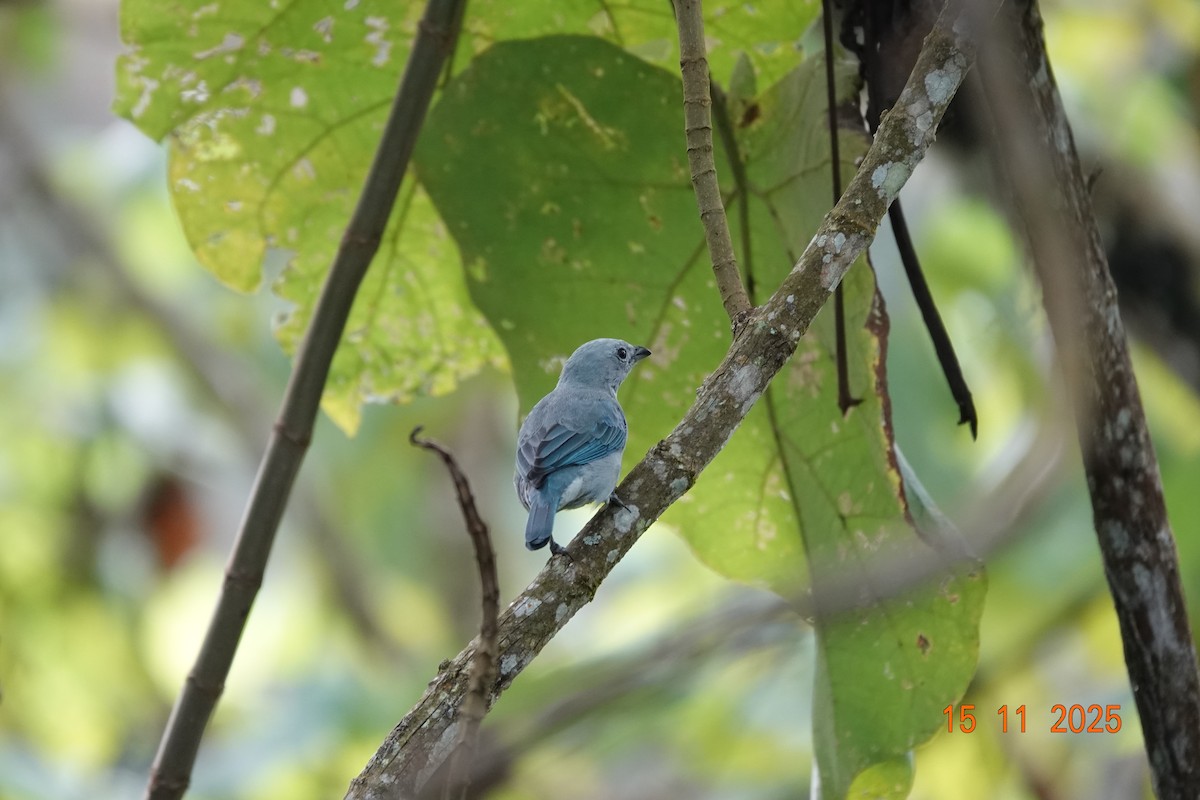 Blue-gray Tanager - ML646366979