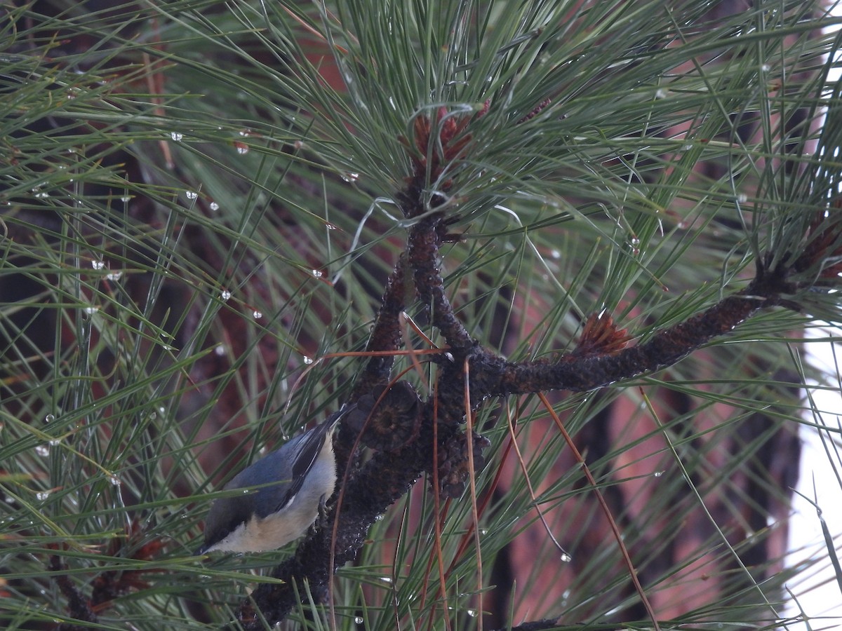 Pygmy Nuthatch - ML646366980
