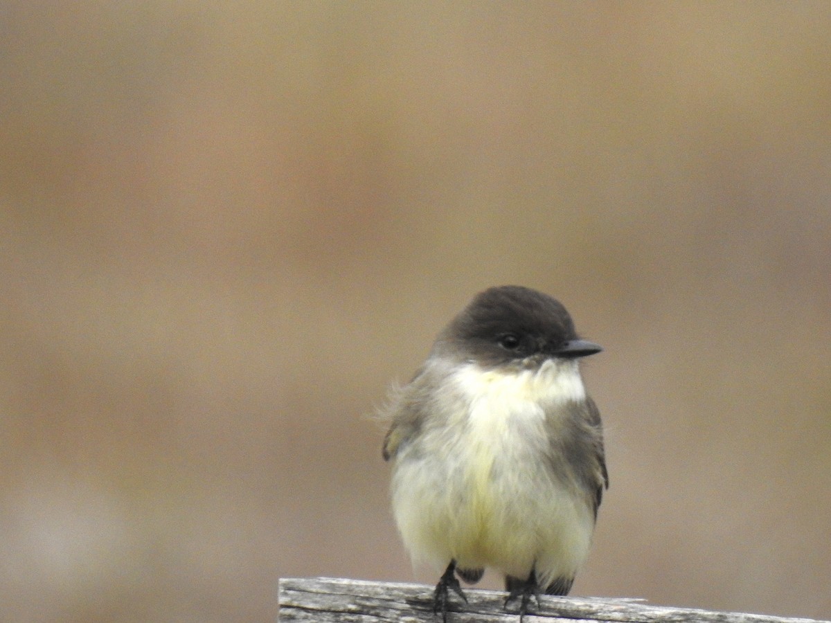 Eastern Phoebe - ML646366990