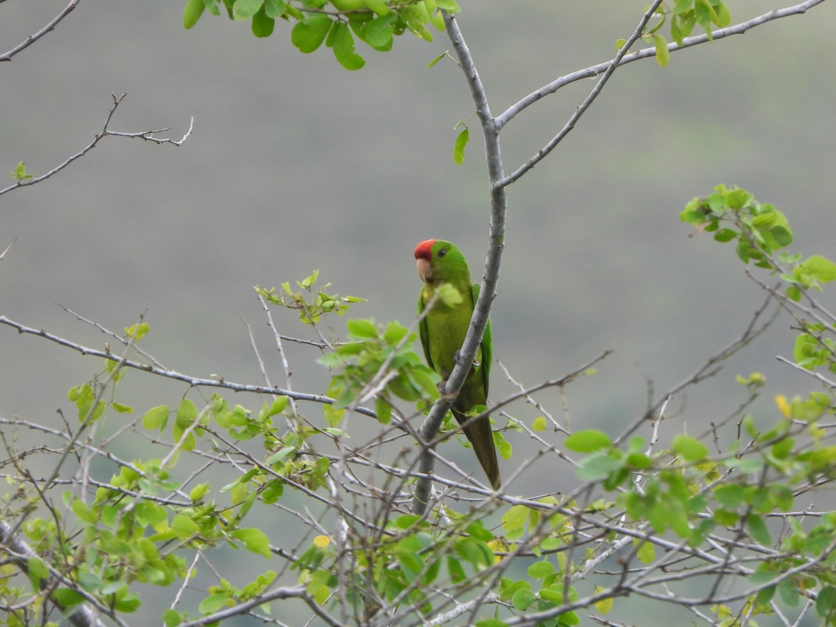 aratinga červenočelý - ML646367008