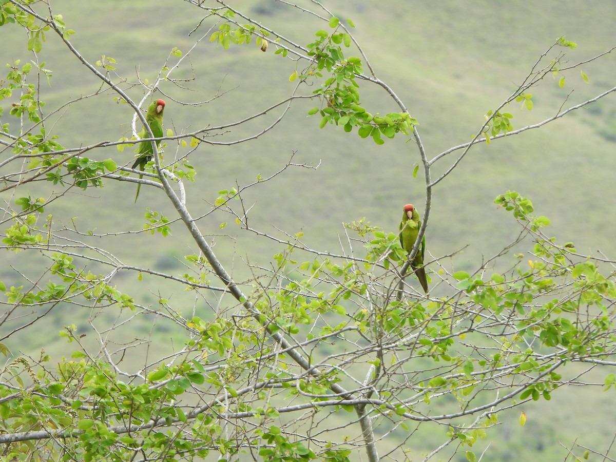 aratinga červenočelý - ML646367009