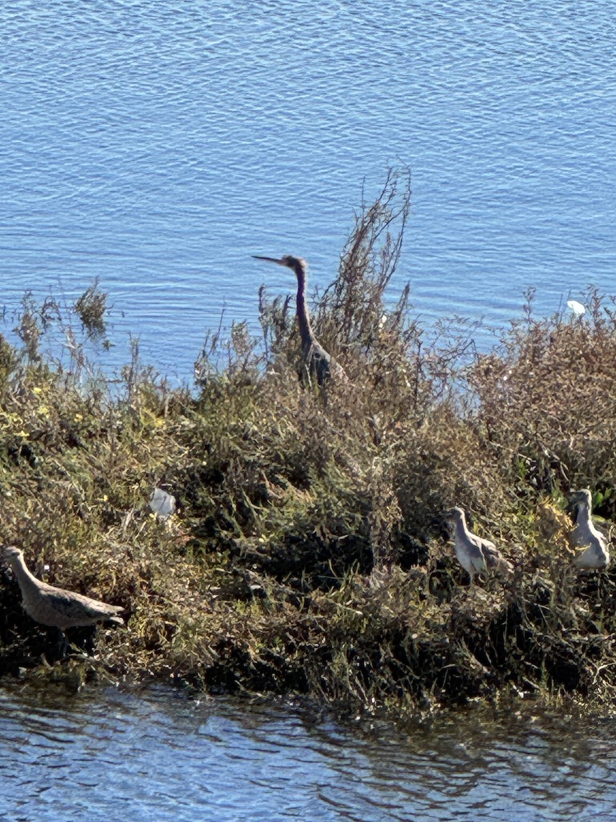 Tricolored Heron - ML646367014