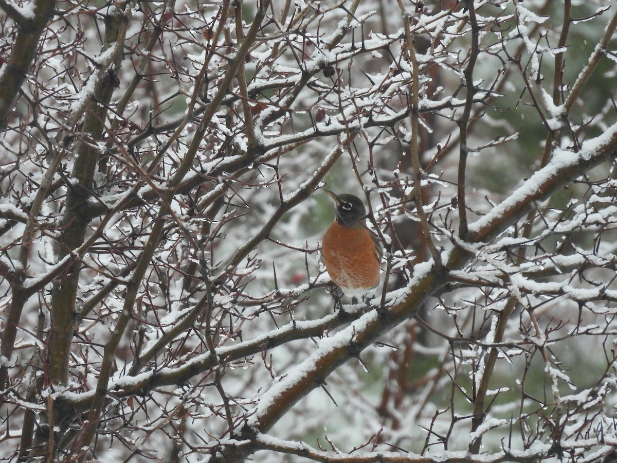American Robin - ML646367016
