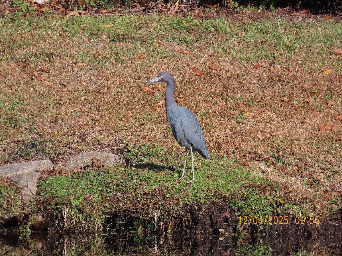 Little Blue Heron - ML646367027