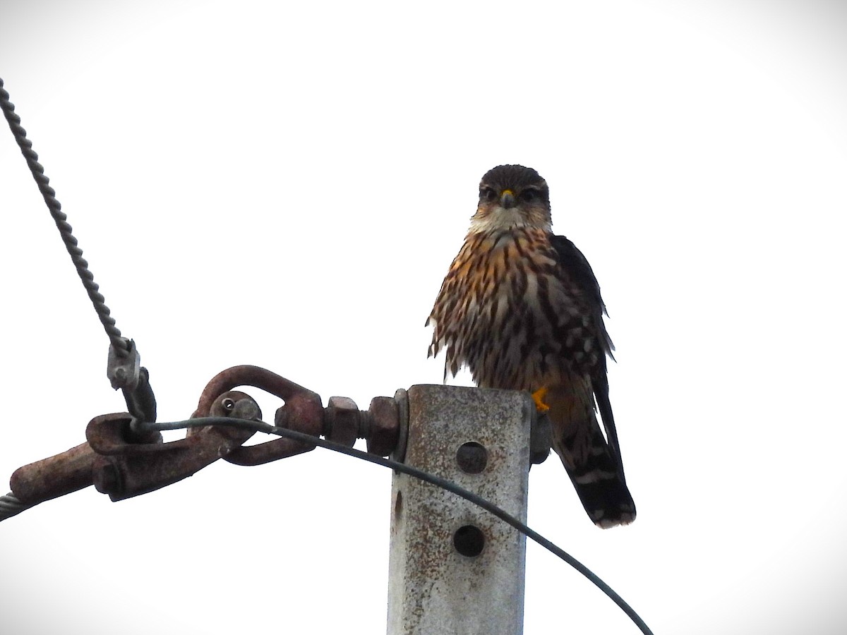 Merlin - ML646367028