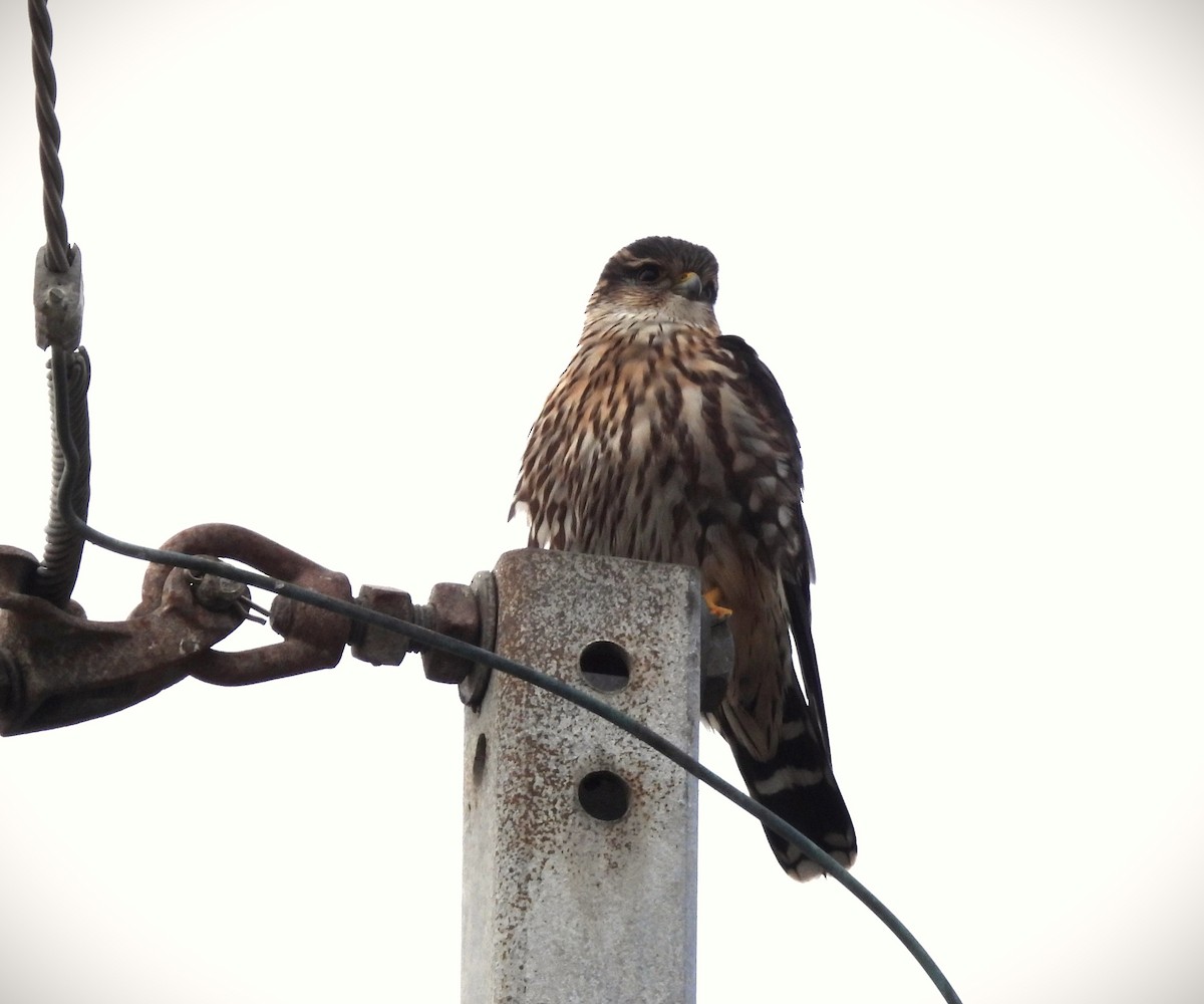 Merlin - ML646367029