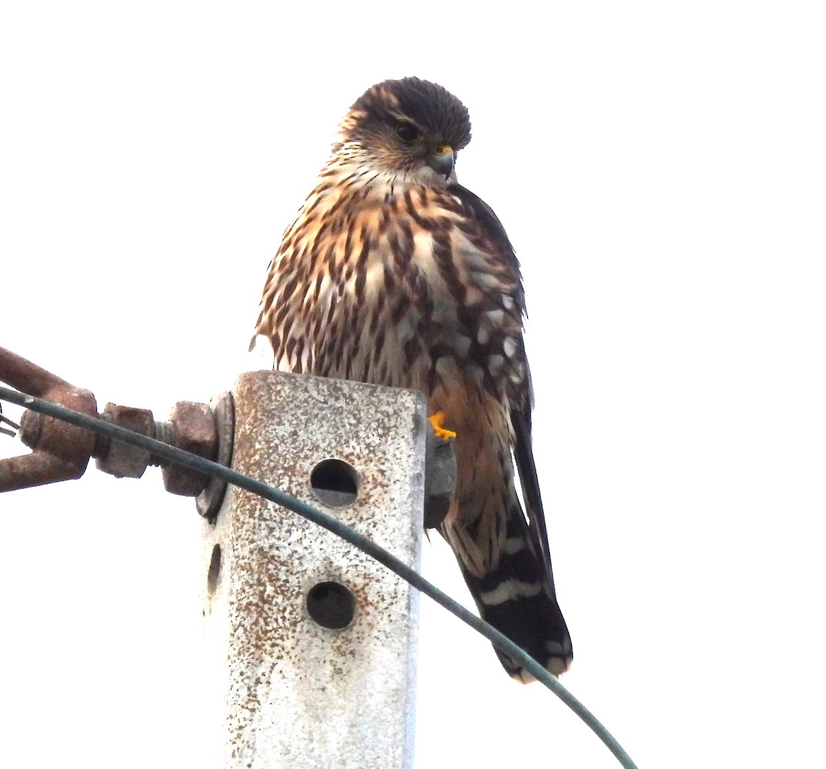 Merlin - ML646367030