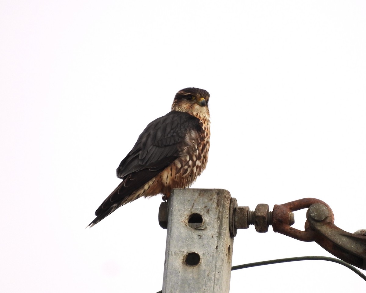 Merlin - ML646367031