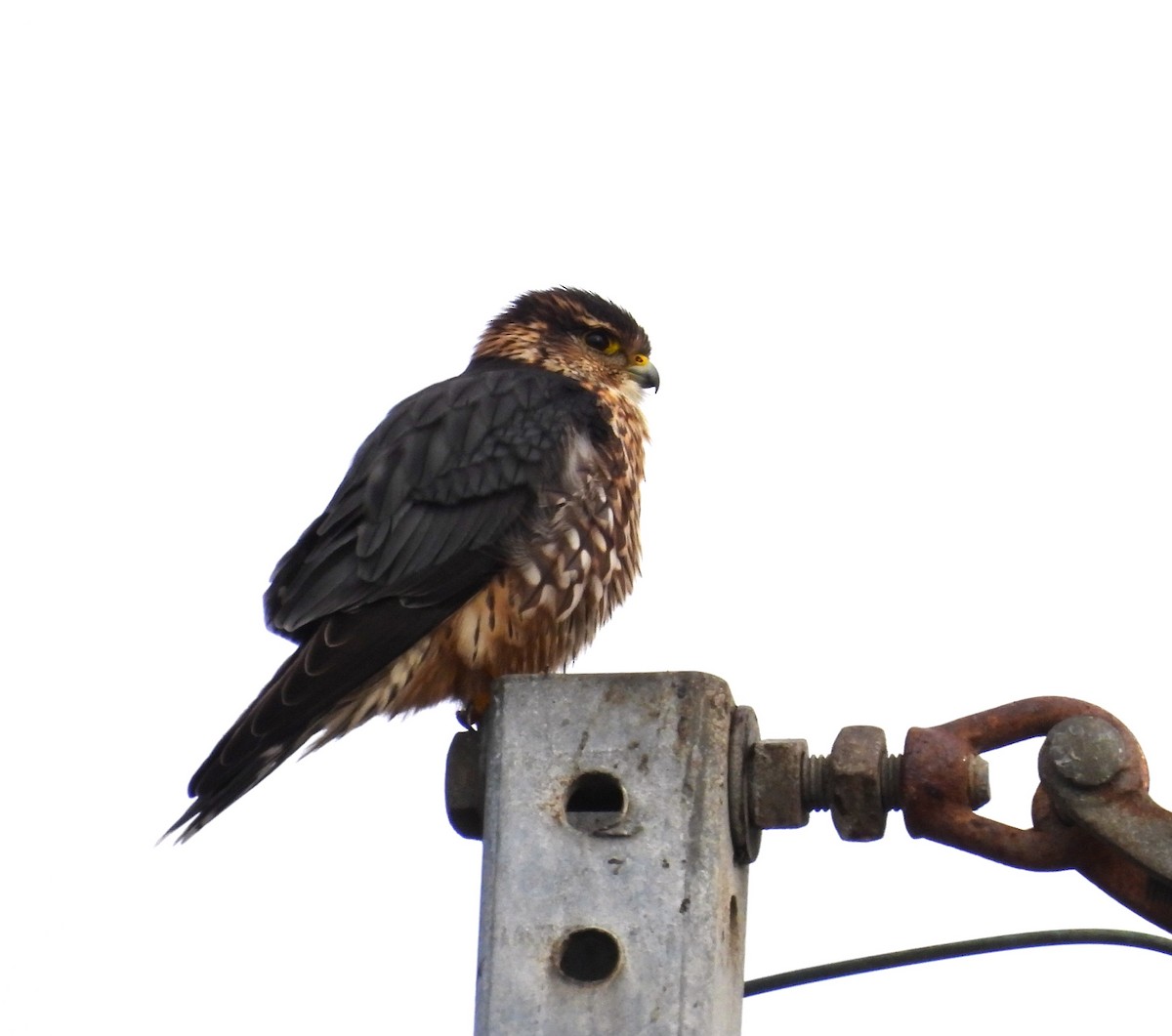 Merlin - ML646367032