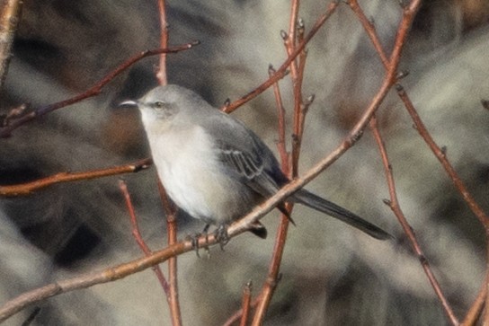 Пересмішник багатоголосий - ML646367033