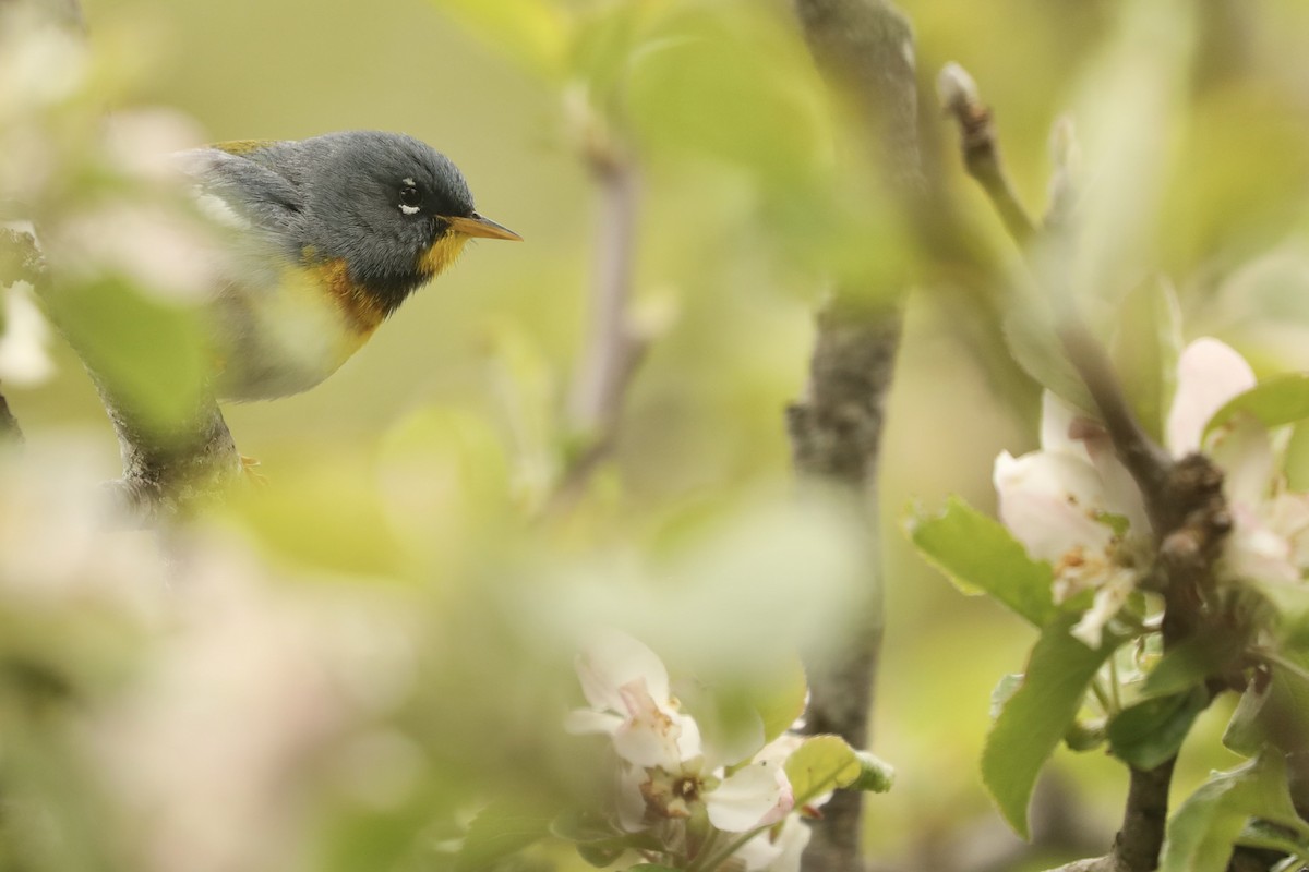 Northern Parula - ML646367035
