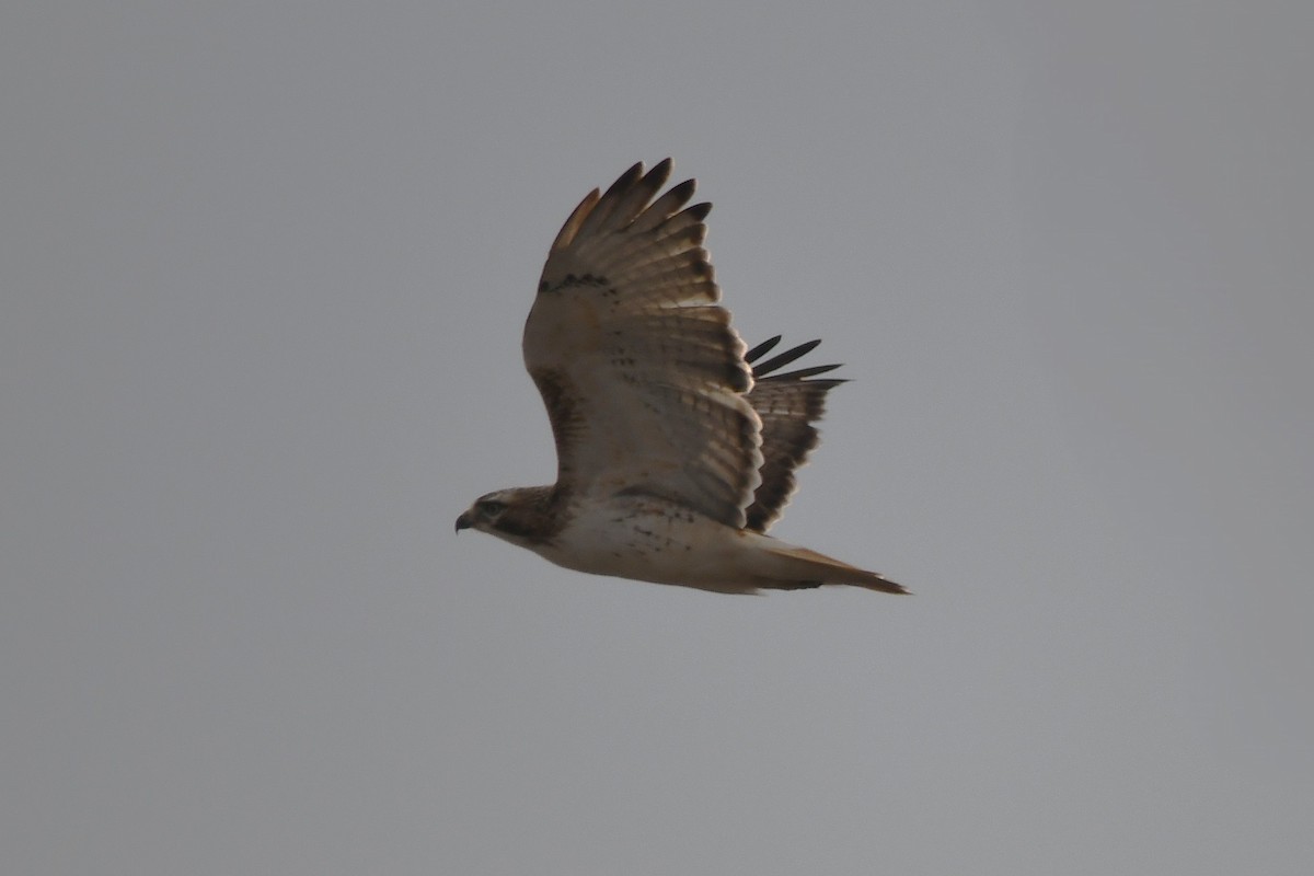 Red-tailed Hawk - ML646367037