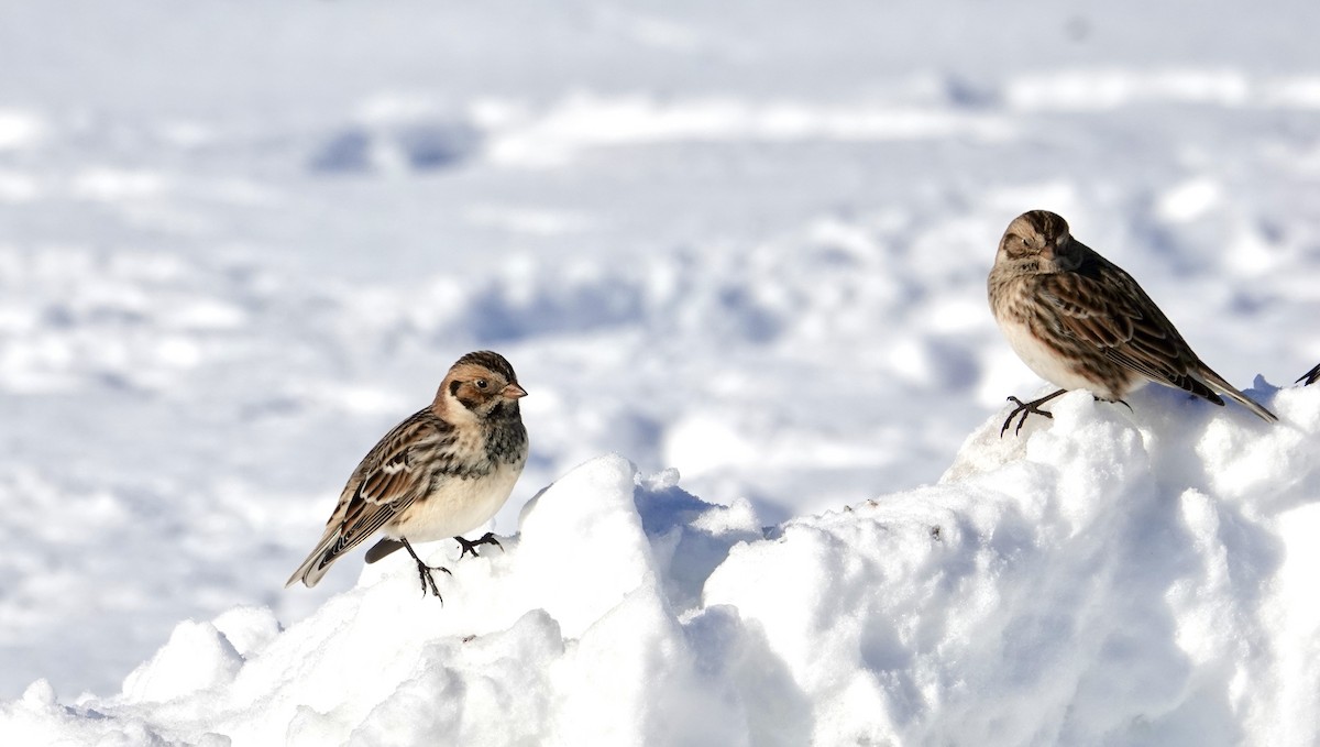 Lapland Longspur - ML646367043