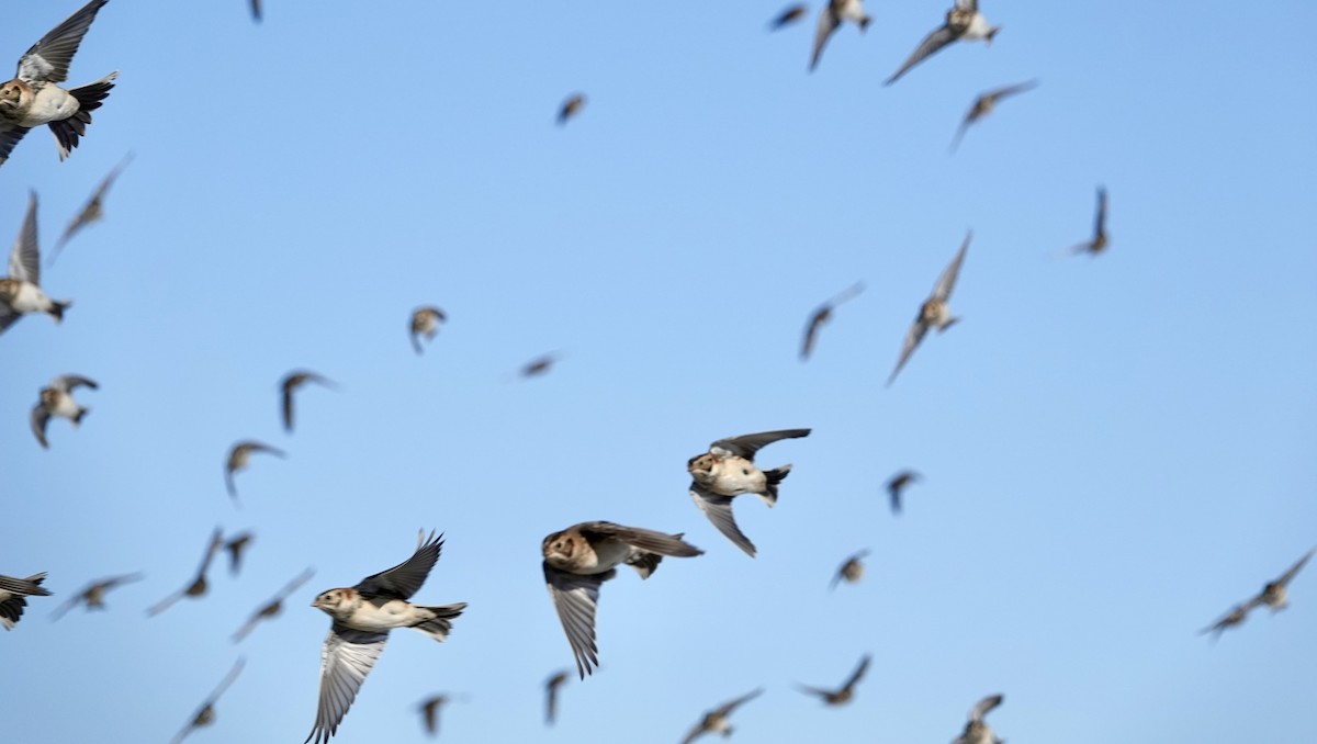 Lapland Longspur - ML646367044