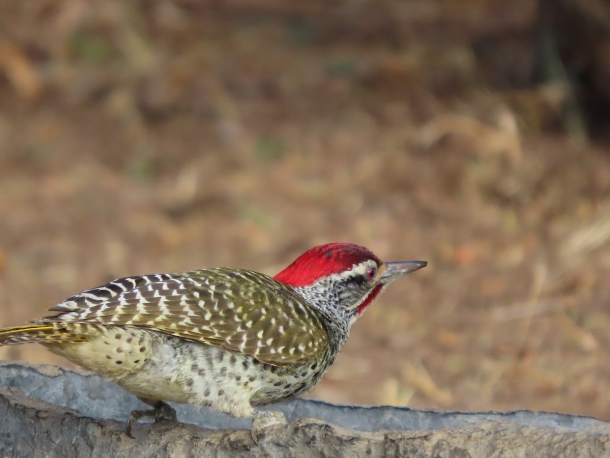 Nubian Woodpecker - ML646367045