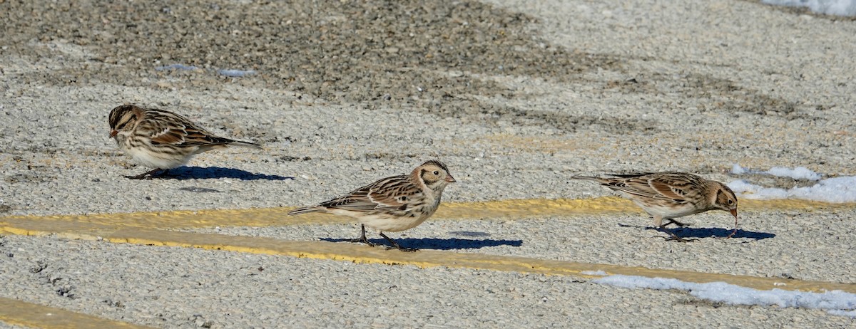 Lapland Longspur - ML646367046