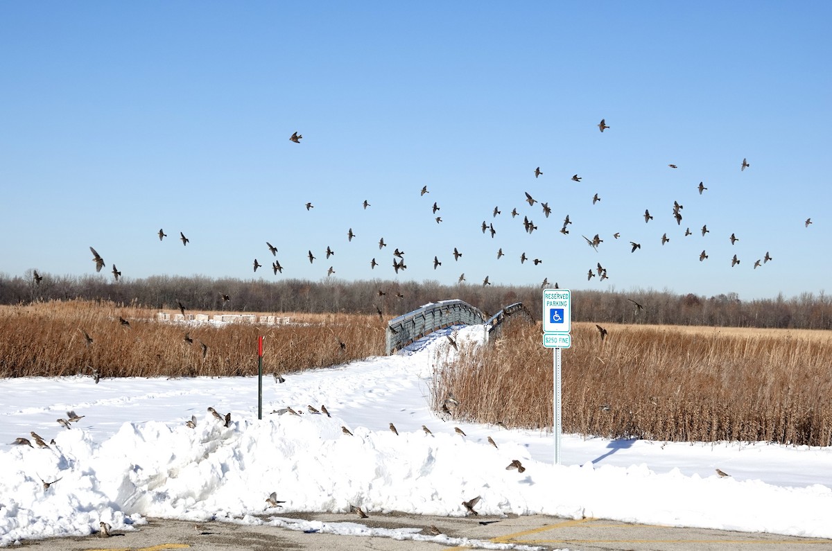 Lapland Longspur - ML646367048