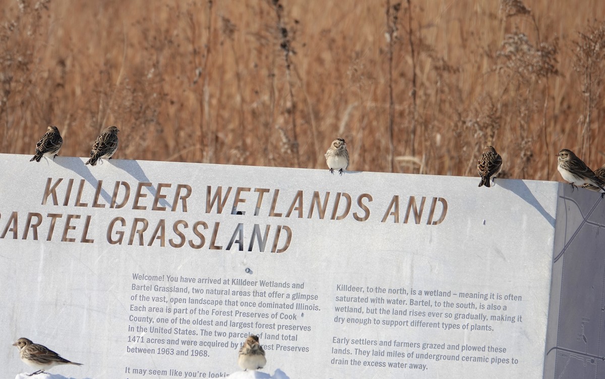 Lapland Longspur - ML646367050