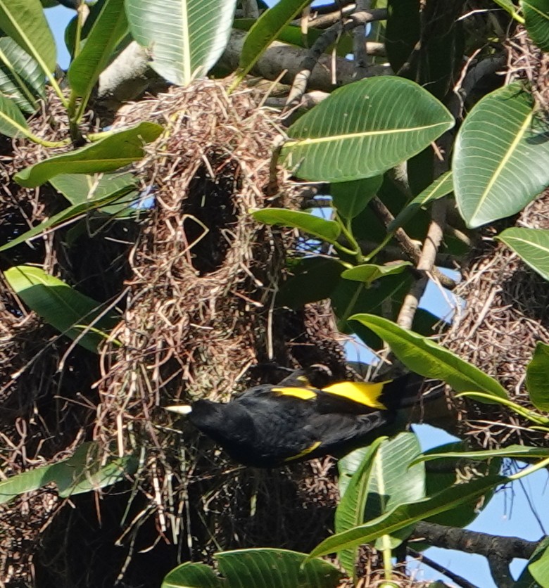Yellow-rumped Cacique - ML646367051
