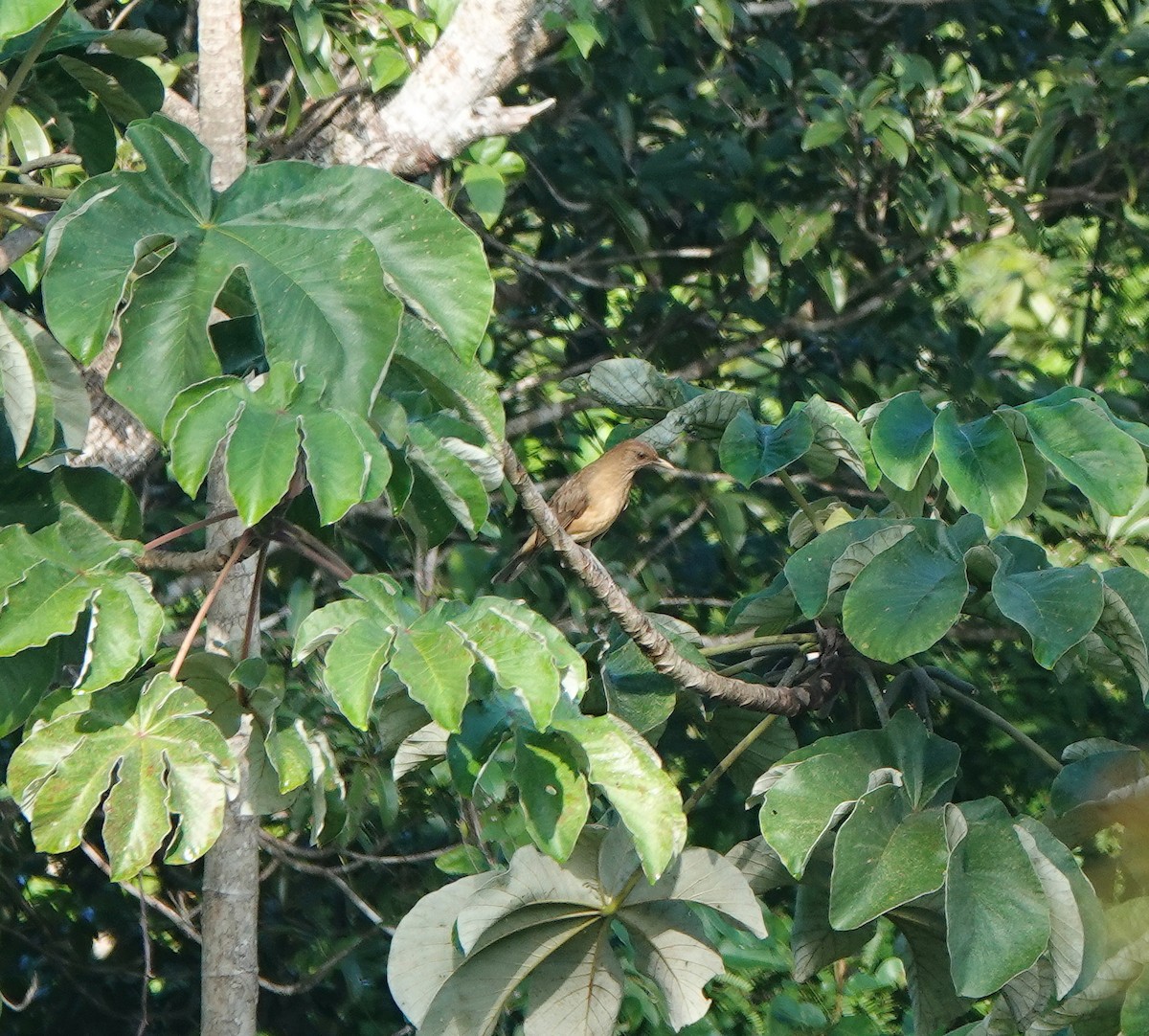 Clay-colored Thrush - ML646367055