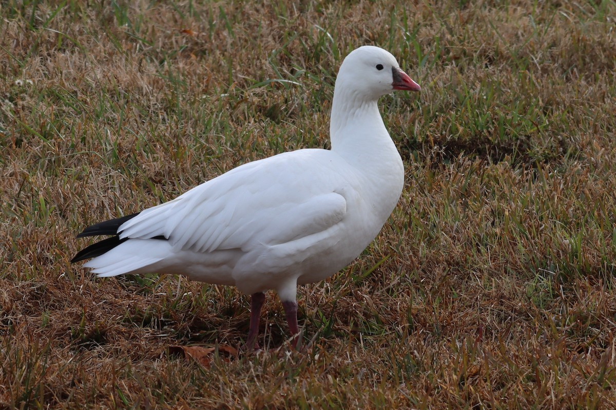 Ross's Goose - ML646367059