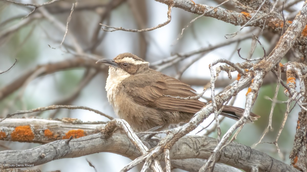 White-browed Babbler - ML646367060
