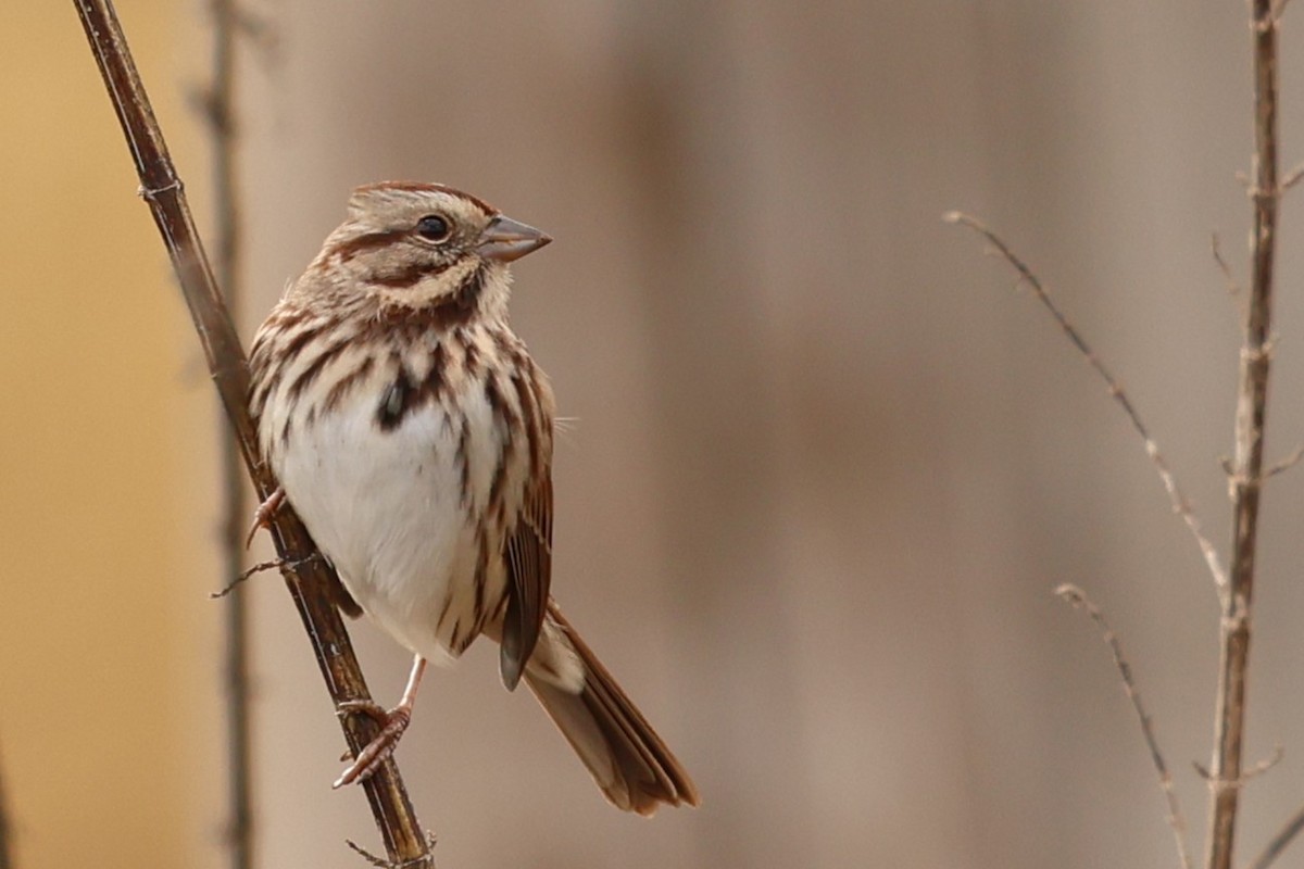 Певчая овсянка - ML646367061