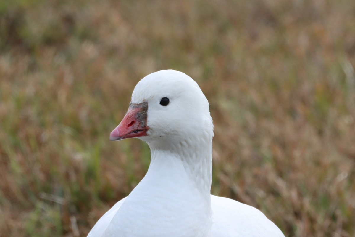 Ross's Goose - ML646367062