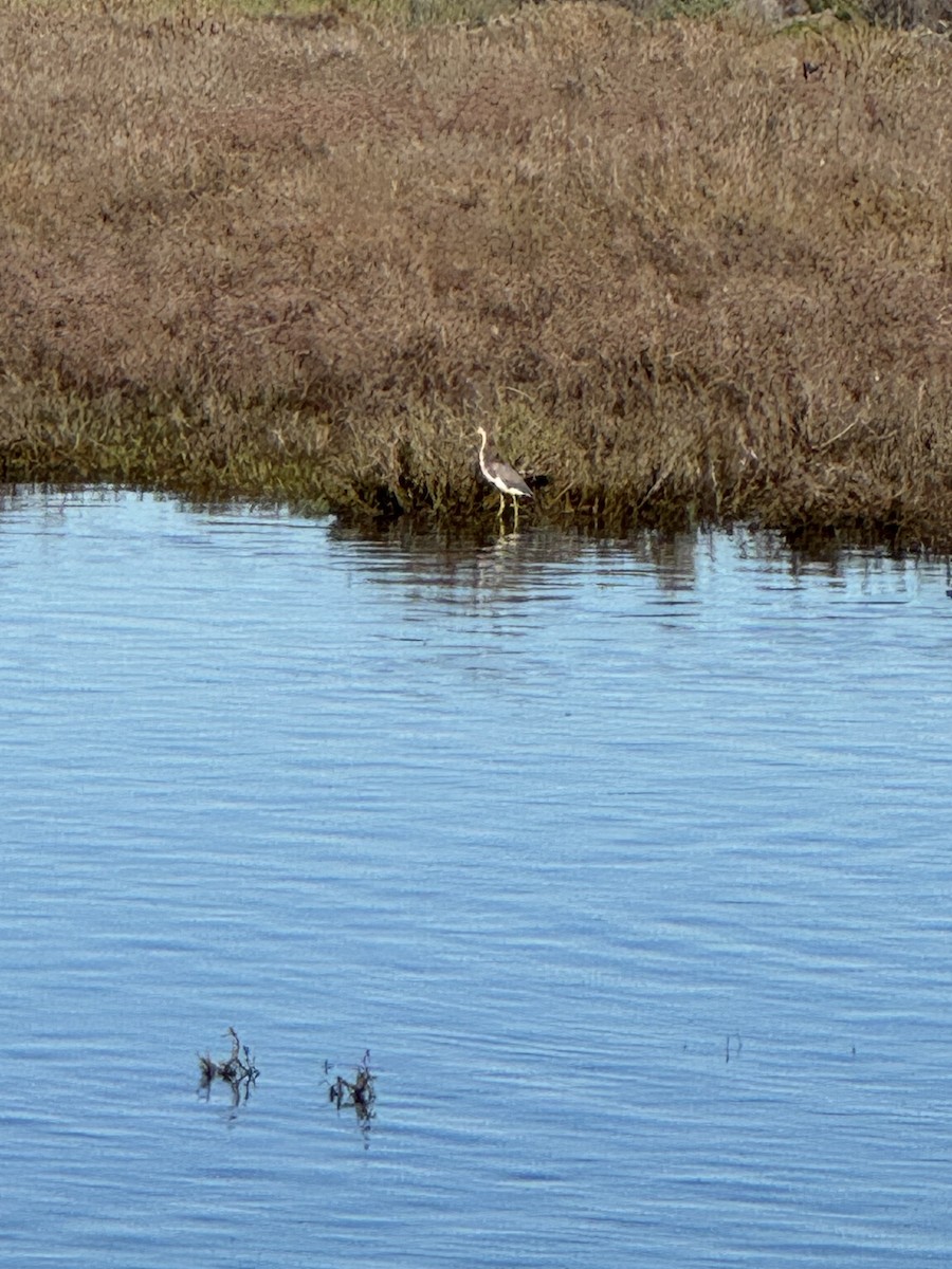 Tricolored Heron - ML646367063
