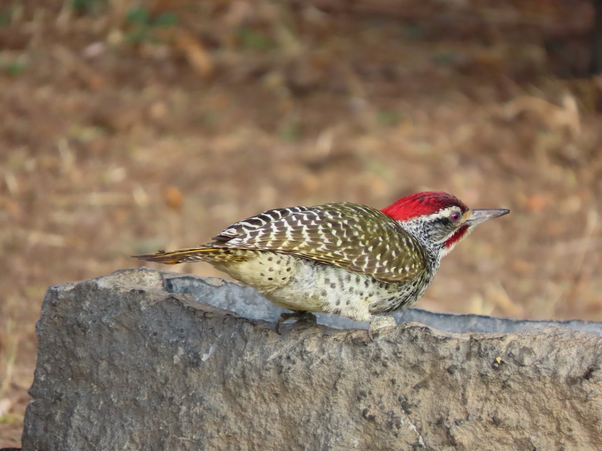 Nubian Woodpecker - ML646367066