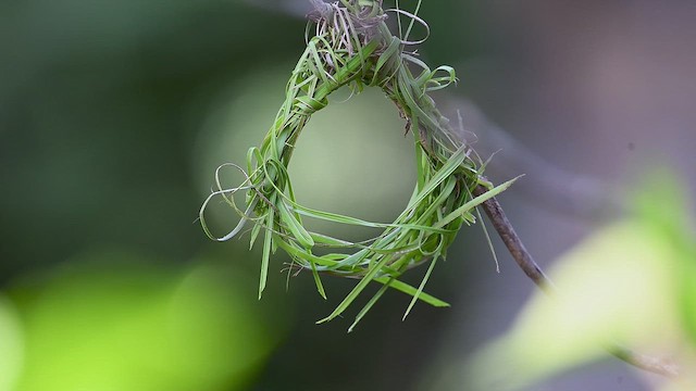 African Golden-Weaver - ML646367067