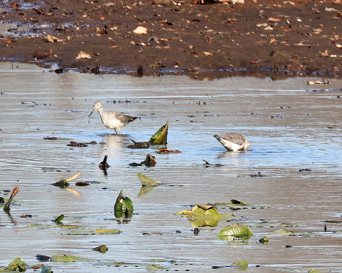 Greater Yellowlegs - ML646367072