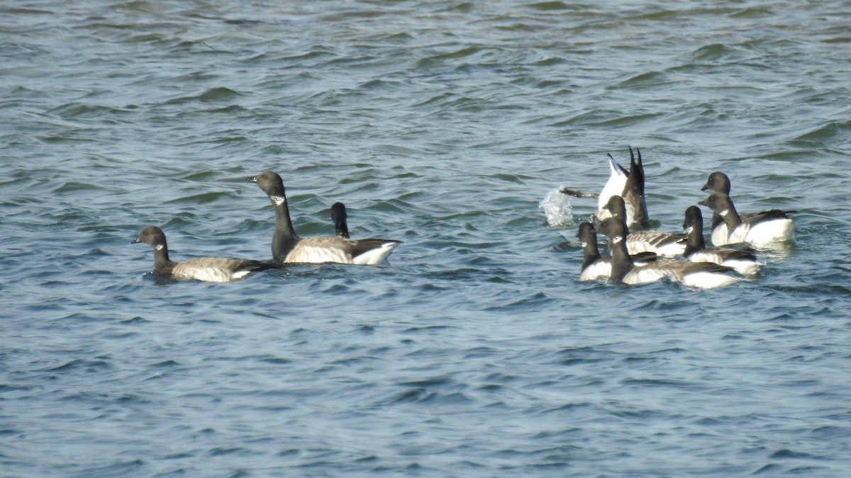 Brant - ML646367074
