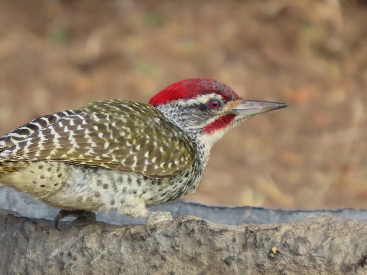 Nubian Woodpecker - ML646367075